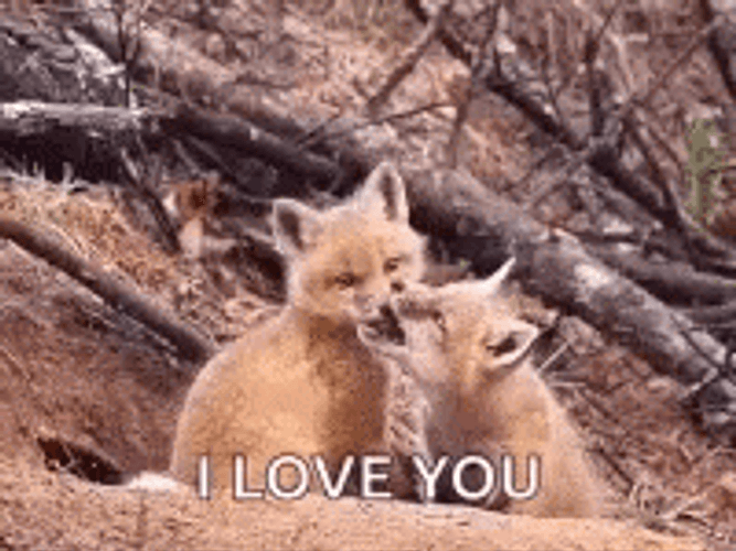 I Love You Fox Cubs Babies GIF