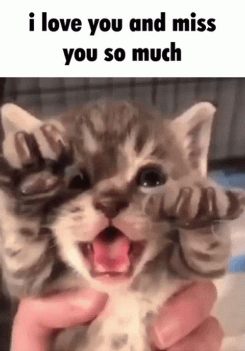 I Love You I Miss You So Much Kitten GIF