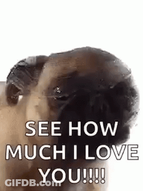 I Love You This Much Pug Lick GIF