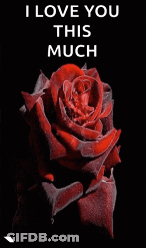 I Love You This Much Red Rose GIF