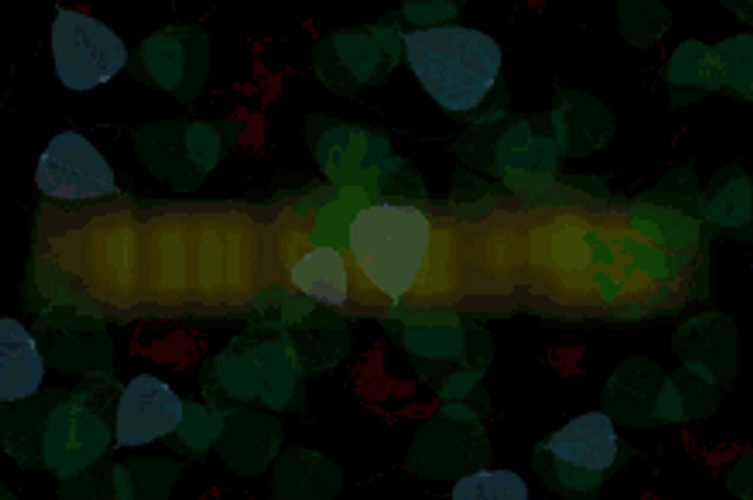 I Love You Too Bokeh Love Heart Burst GIF