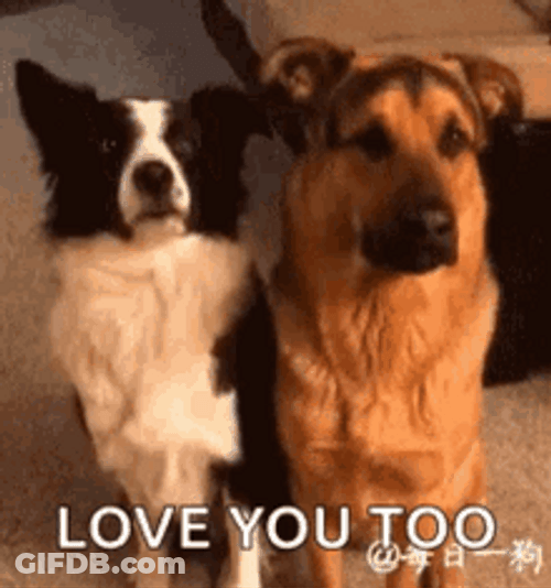 I Love You Too Cute Dog Hug GIF