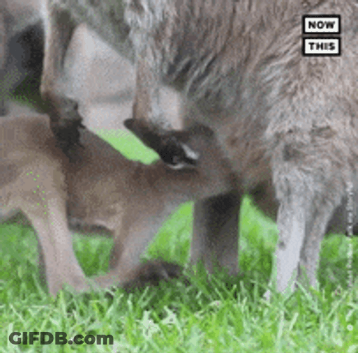 I'm Back Kangaroo Jumping GIF