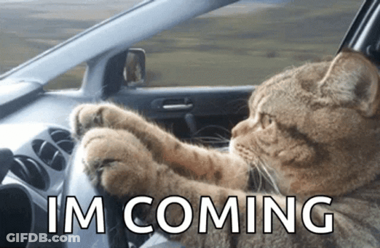 I'm Coming Cat Driving GIF