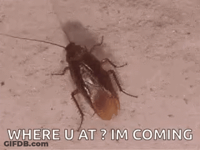 I'm Coming Roach GIF
