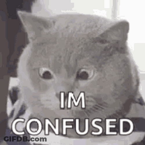 I'm Confused Says Fat Cat GIF