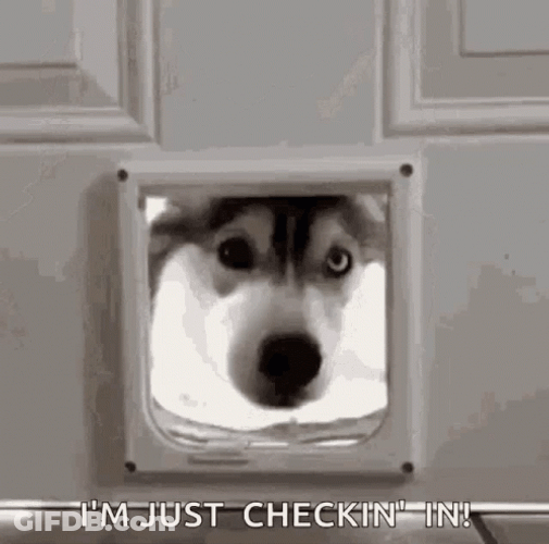 I'm Just Checking In Siberian Husky GIF