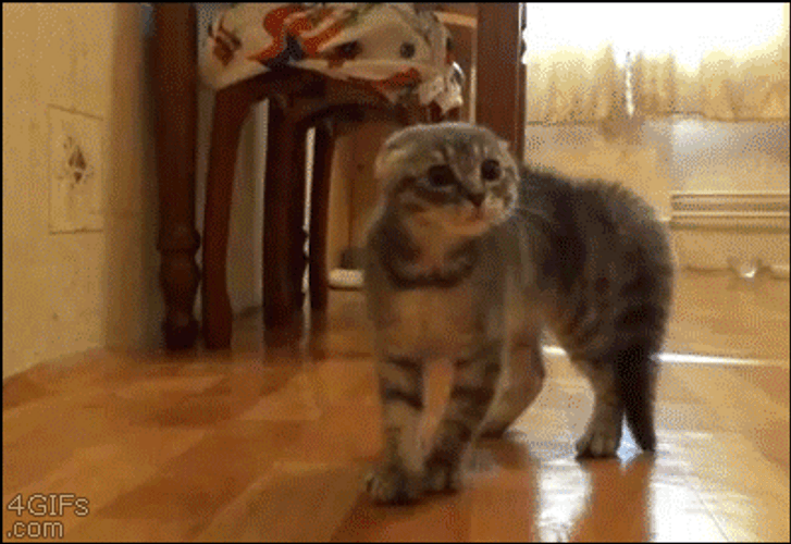 I'm Leaving Bye Cat Meme GIF