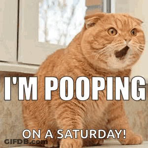 I'M Pooping Cat Meme GIF