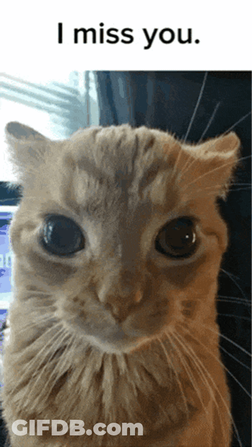 I Miss U I Miss U So Much GIF