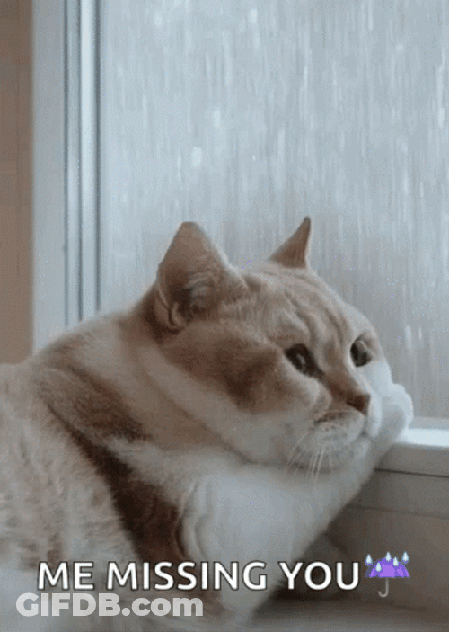 I Miss You Cat Rain GIF