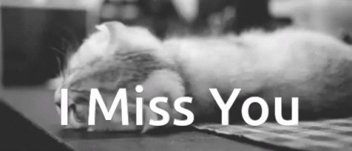 I Miss You Sad Cute Cat GIF