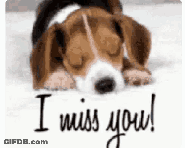I Miss You Sad Puppy GIF