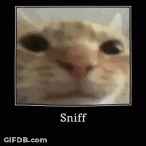 I Need To Sniff You Human GIF