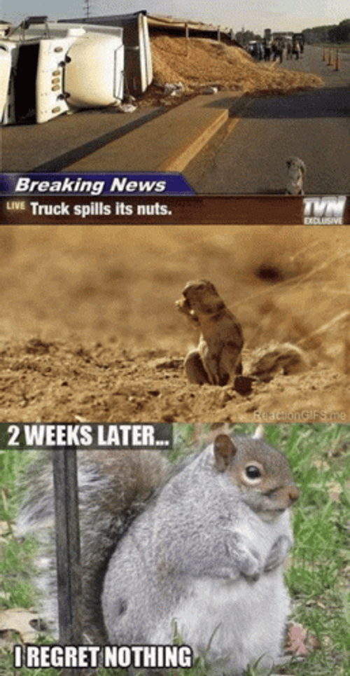 I Regret Nothing Squirrel Meme GIF