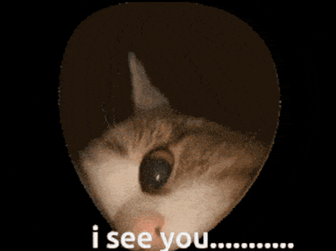 I See You Cat GIF