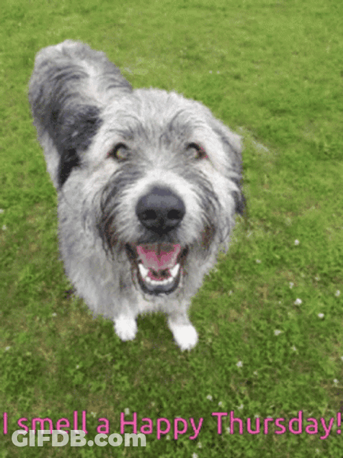 I Smell A Happy Thursday Funny GIF