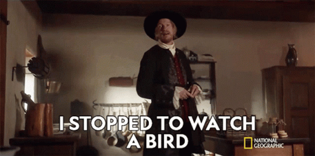 I Stopped To Watch The Birds GIF