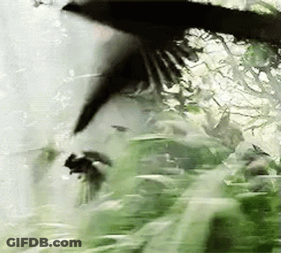I Volunteer As Tribute Mocking Jay Arena Battle GIF
