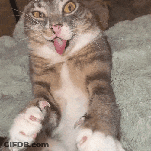Iamrigbycat GIF
