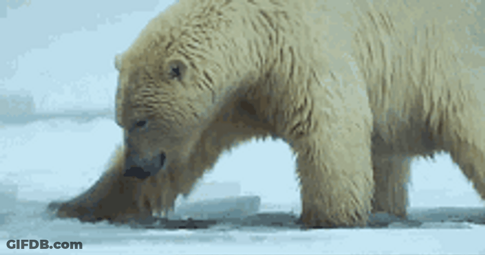 Ice Bear Polar Bear Makes Ice Hole GIF