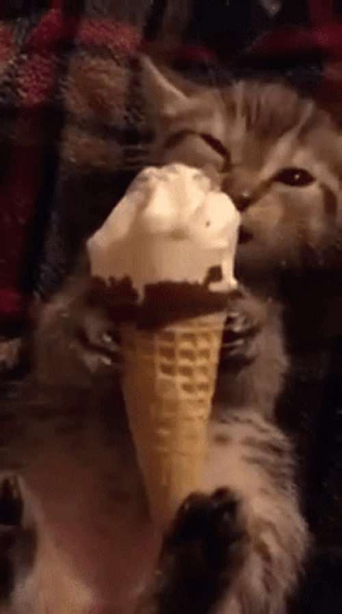 Ice Cream Cone Cat Eating GIF