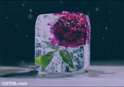 Ice Cube With Purple Flower GIF
