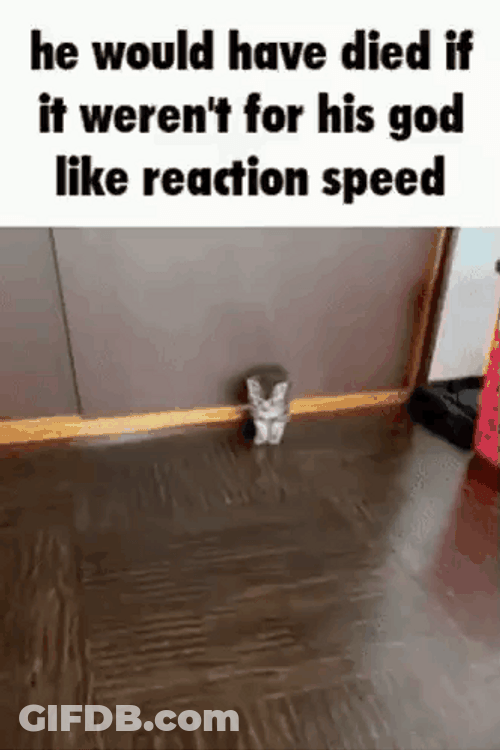 If He Dies He Dies Kitty Incinerated Meme GIF