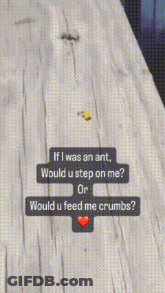 If I Was An Ant Would U Step On Me Or Would U Feed Me Crumbs? GIF
