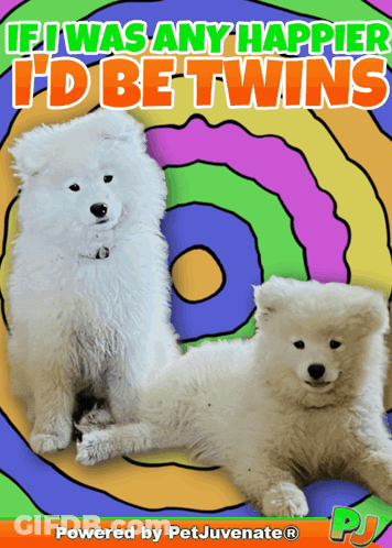 If I Was Any Happier I'd Be Twins GIF