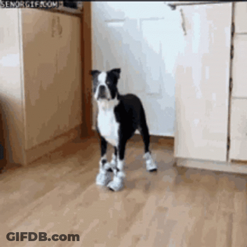 If The Shoe Fits Boston Terrier Dog Breed GIF