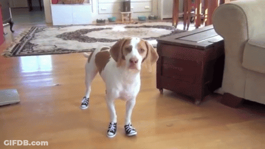 If The Shoe Fits Brittany Spaniel Dog Breed GIF