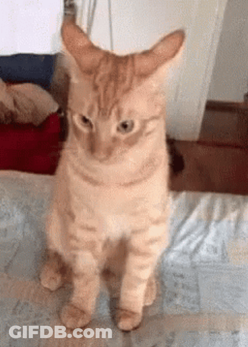 Ignore Cute Cat GIF