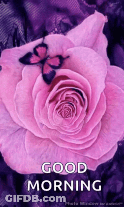 Illusion Good Morning Rose GIF