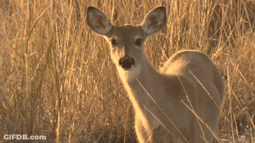 Im All Ears Doe Deer GIF