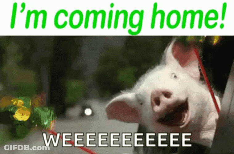 Im Going Home Happy Pig GIF