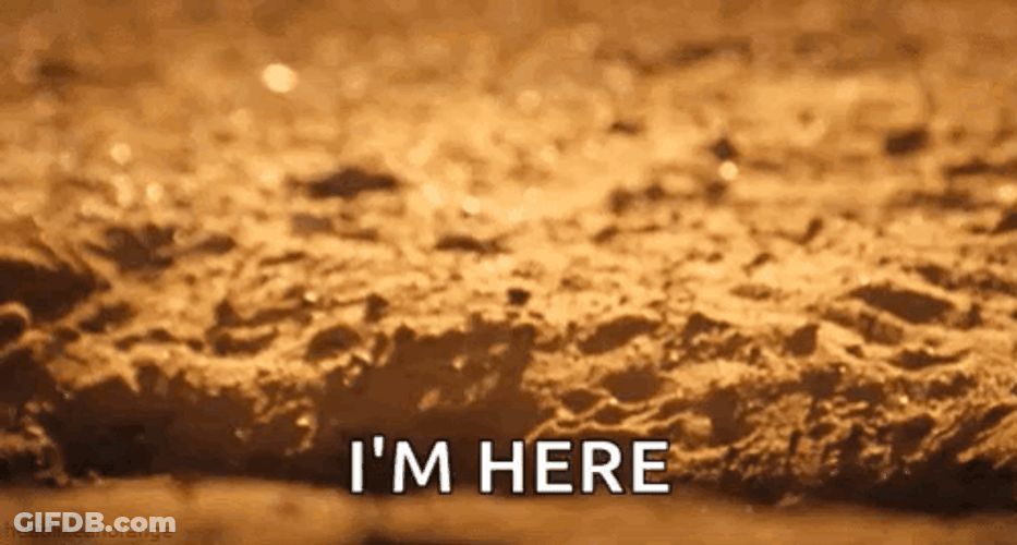 Im Here Meerkat GIF