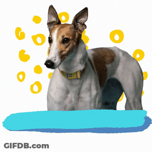 Im Listening Sneaky Greyhound Dog GIF