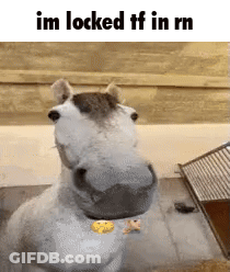 Im Locked Tf In Rn Horse GIF