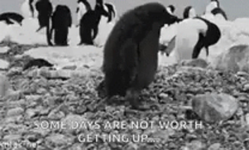 Im Not Worthy Monochromatic Penguin Quote GIF