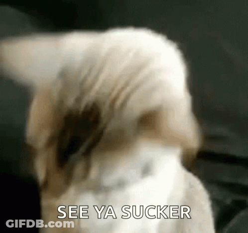 Im Ready GIF