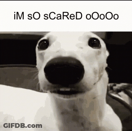 Im So Scared Dog With Chattering Teeth GIF