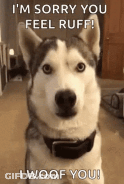 Im Sorry You Feel Ruff Get Better Soon GIF