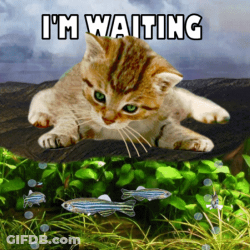 Im Waiting Cute Cat Watching Fishes GIF