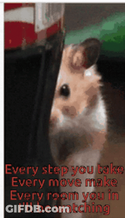 Im Watching You Spying Hamster Meme GIF