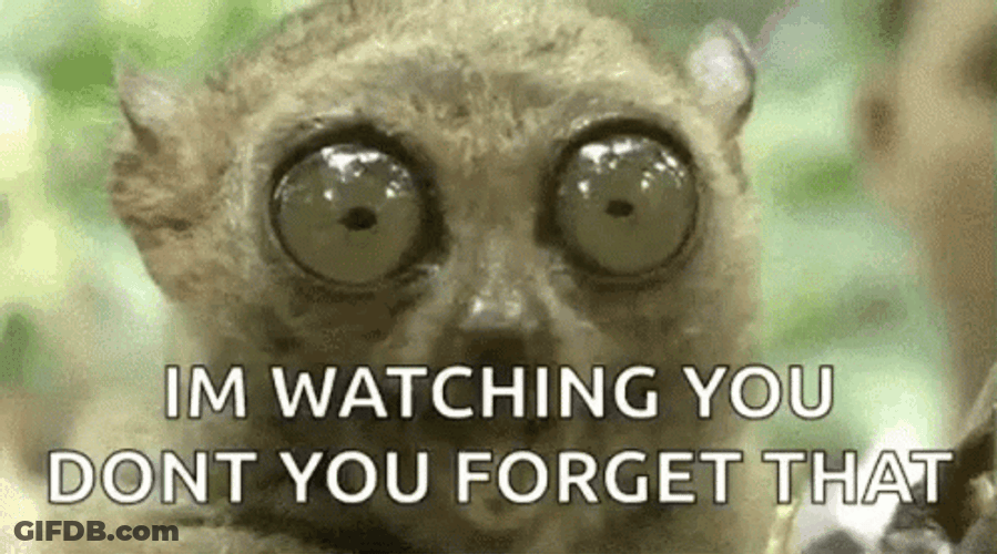 Im Watching You Wide Eyes Tarsier GIF