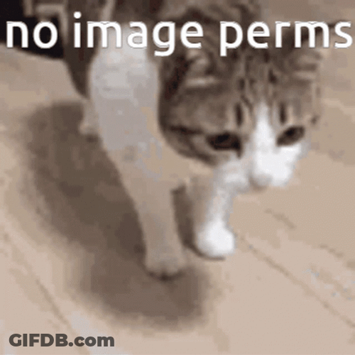 Image Perms Cat Meme GIF