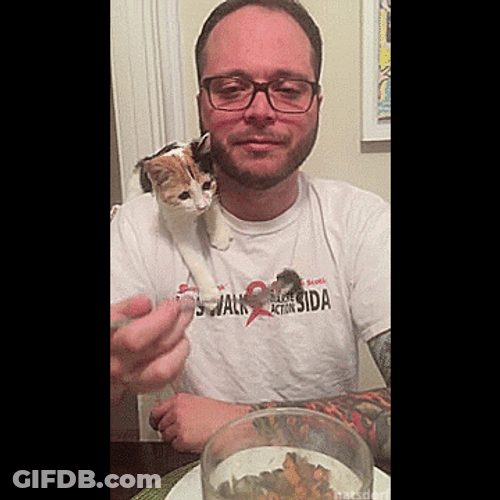 Impatient Cute Kitten GIF