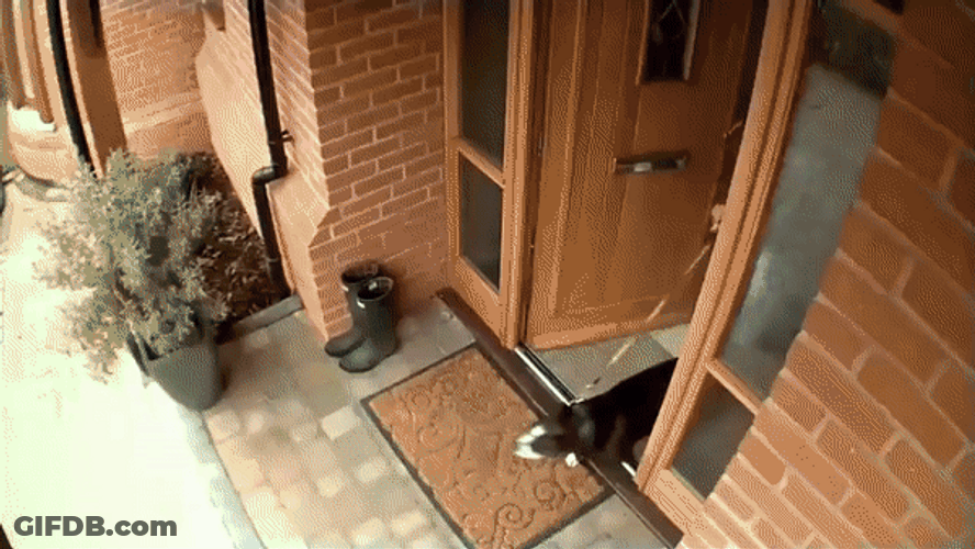 Impatient Dog On Leash GIF