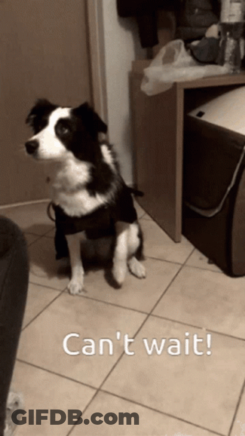 Impatient Lava The Dog GIF